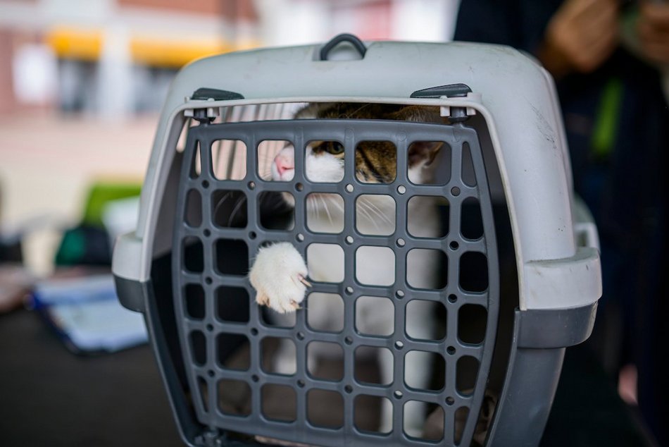 Łódź. Weterynarze w Łodzi całodobowo i w majówkę. Dokąd udać się z chorym zwierzakiem?