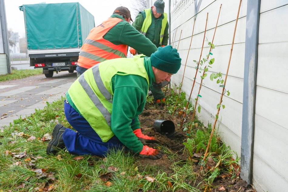 600 pnączy porośnie ekrany akustyczne przy Zgierskiej