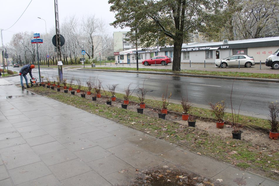 Sadzenie krzewów wzdłuż ulicy Retkińskiej