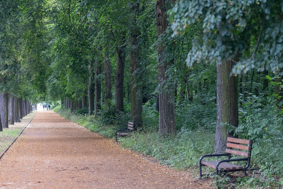 Łódź. Lipowa aleja w parku na Zdrowiu. Zielone serce Łodzi