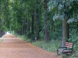 Łódź. Lipowa aleja w parku na Zdrowiu. Zielone serce Łodzi