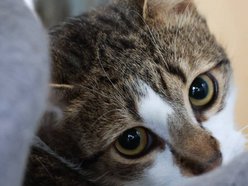 Łódź. Kot Ikar ze schroniska w Łodzi poszukuje nowego domu. Pokochaj ten pyszczek!