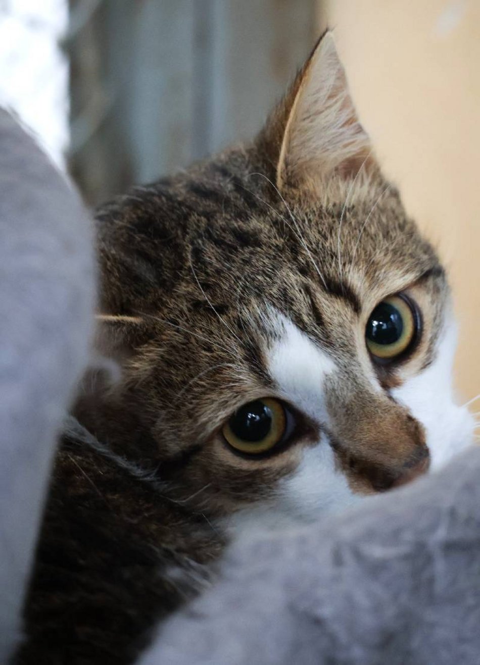 Łódź. Kot Ikar ze schroniska w Łodzi poszukuje nowego domu. Pokochaj ten pyszczek!