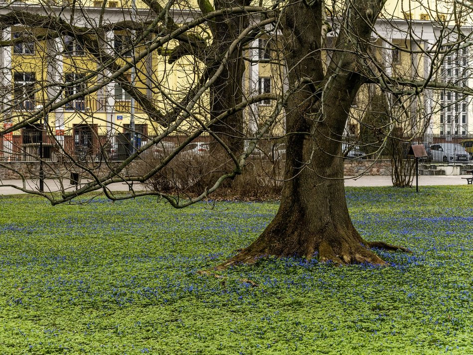 Cebulice i śnieżniki w parku Klepacza