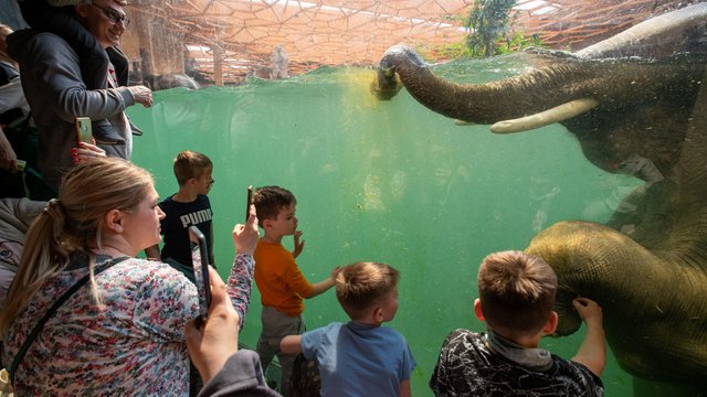 Zorganizuj urodziny w Orientarium Zoo Łódź. Świetna zabawa i nauka gwarantowane!