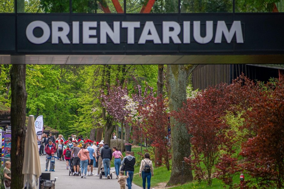 Majówka w Orientarium Zoo Łódź. Nowa zniżka, melex tygrysek, malutki orangutan