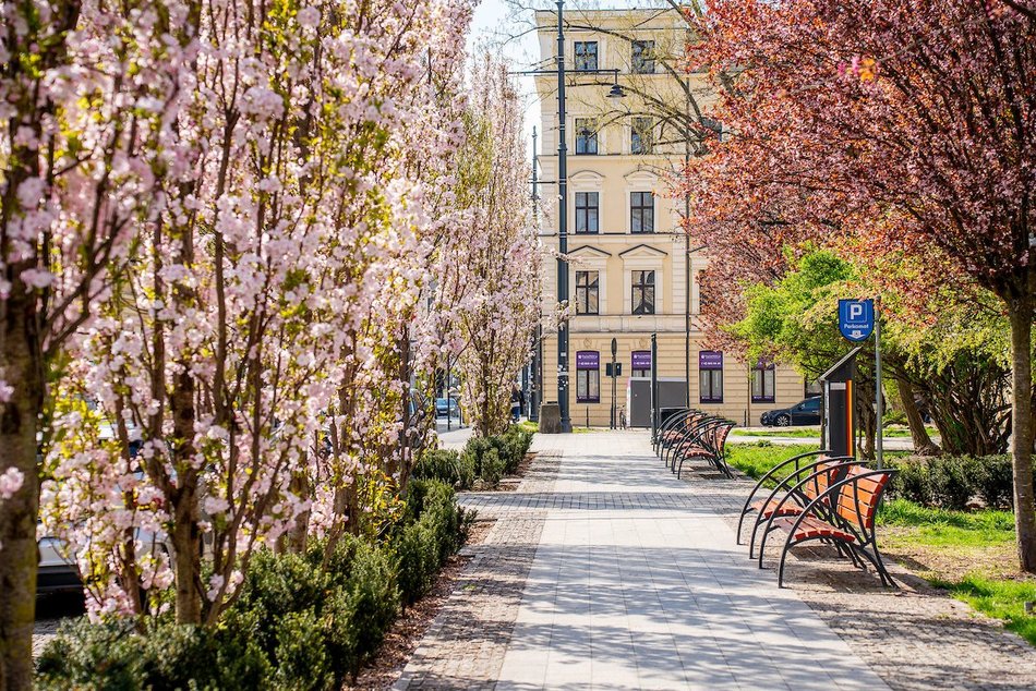 Łódź. Najpiękniejszy skwer? Kiedyś zaniedbany trawnik, dzisiaj kwitnący ogród