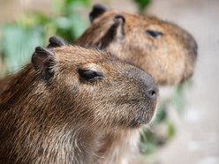 Dzień Kapibary w Orientarium Zoo Łódź