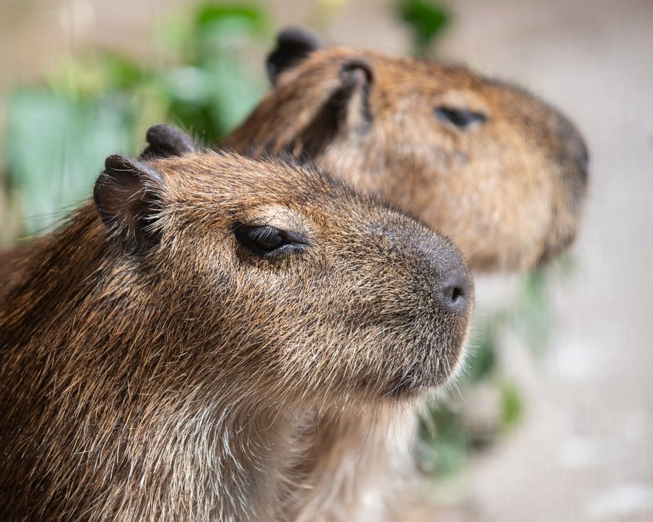 Dzień Kapibary w Orientarium Zoo Łódź