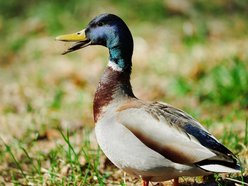 Łódź. kaczka krzyżówka