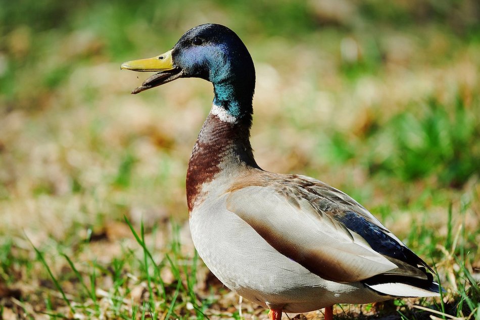 Łódź. kaczka krzyżówka