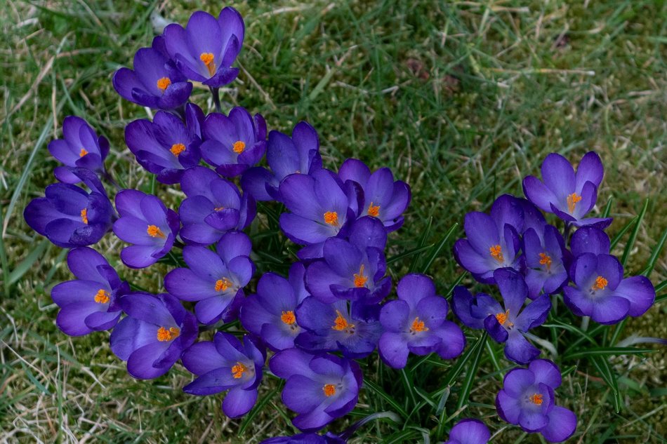 Wiosenny Ogród Botaniczny w Łodzi. Spacer wśród budzącej się do życia przyrody