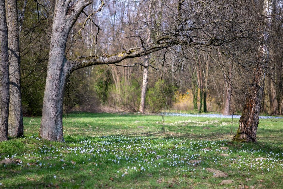 Wiosenny Ogród Botaniczny w Łodzi. Spacer wśród budzącej się do życia przyrody