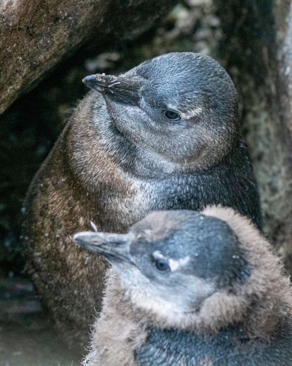 Łódź. Młode pingwiny pojawiły się w Orientarium Zoo Łódź. Już można je podziwiać!