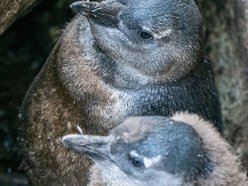 Łódź. Młode pingwiny pojawiły się w Orientarium Zoo Łódź. Już można je podziwiać!