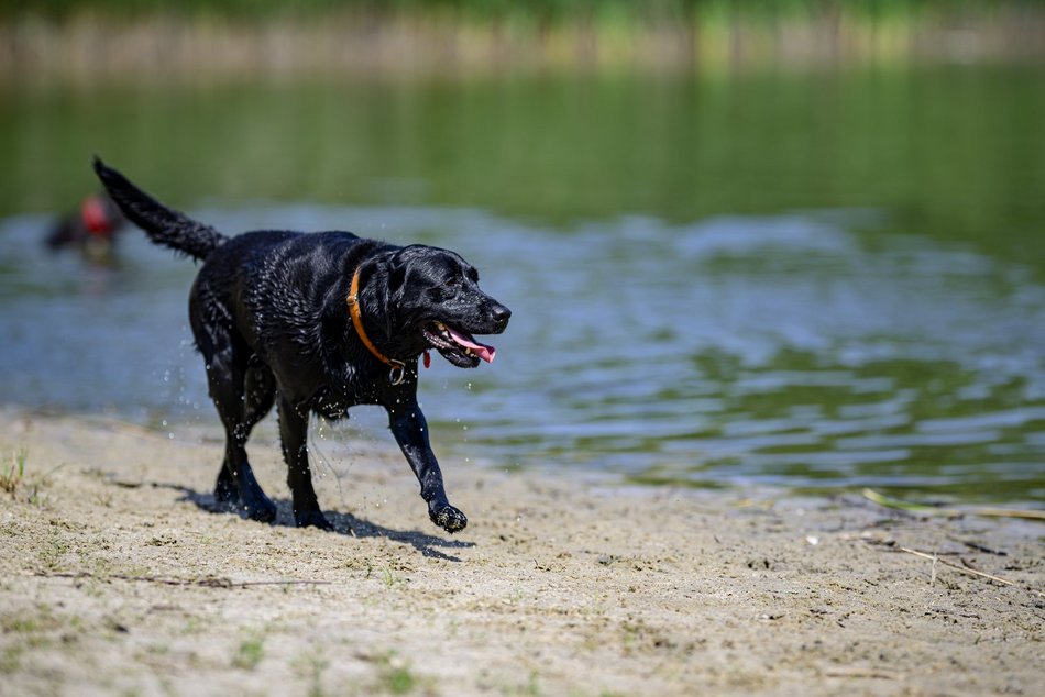 Łódź. Psiejski spacer na Uroczysku Lublinek w Łodzi. Kolejna odsłona wyjątkowej inicjatywy