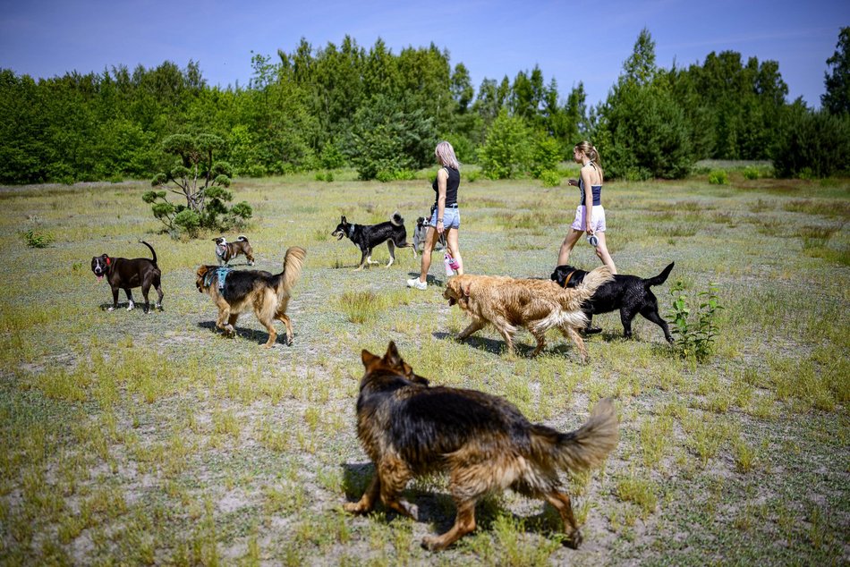 Łódź. Psiejski spacer na Uroczysku Lublinek w Łodzi. Kolejna odsłona wyjątkowej inicjatywy