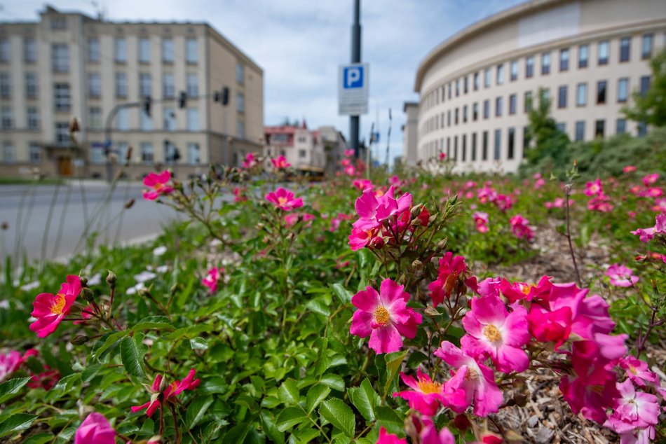 Łódź. Róże przy ul. Narutowicza w Łodzi