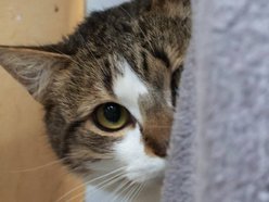 Łódź. Kot Ikar ze schroniska w Łodzi poszukuje nowego domu. Pokochaj ten pyszczek!