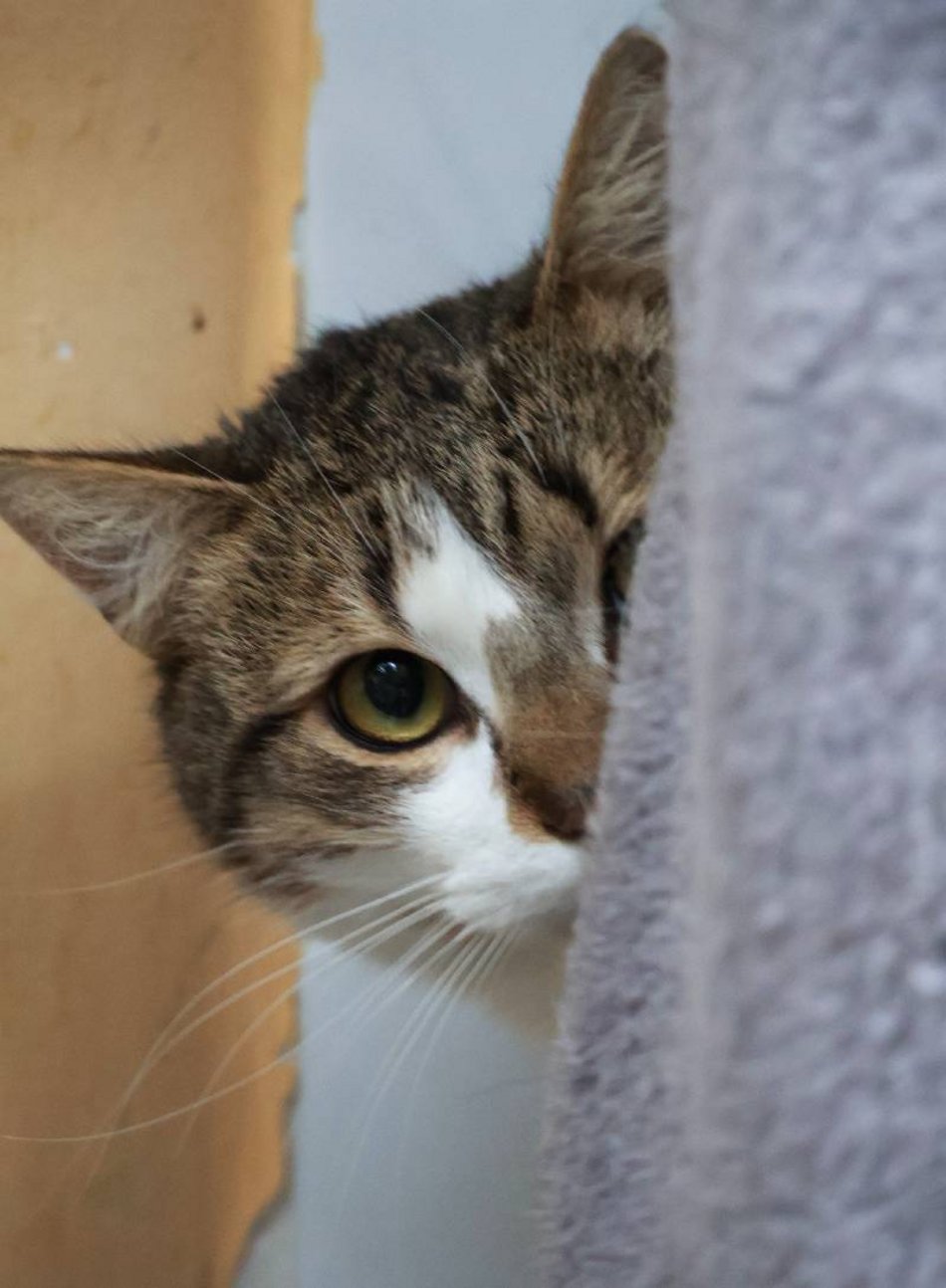 Łódź. Kot Ikar ze schroniska w Łodzi poszukuje nowego domu. Pokochaj ten pyszczek!