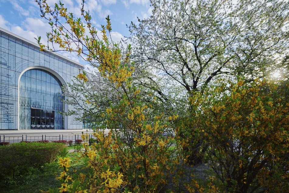 Łódź. Wiosna zagościła na skwerze przy Narutowicza i Sienkiewicza. Przyroda w Łodzi zachwyca!