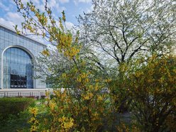 Łódź. Wiosna zagościła na skwerze przy Narutowicza i Sienkiewicza. Przyroda w Łodzi zachwyca!