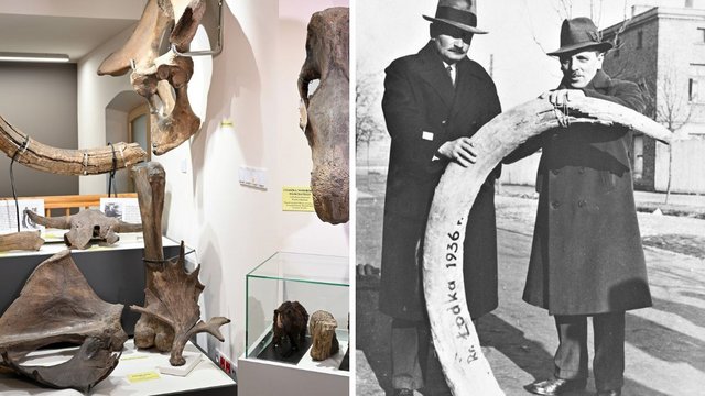 Ciosy mamuta, czaszka żubra i nie tylko. Niezwykłe eksponaty z Łodzi [ZDJĘCIA]