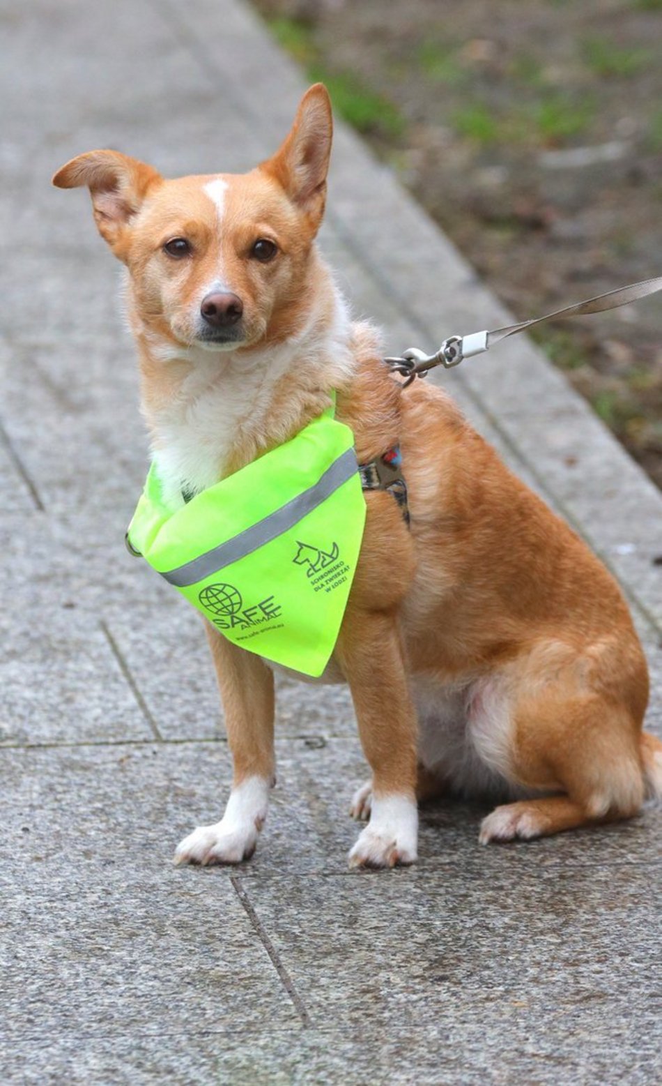 Parada Kundelków w Łodzi