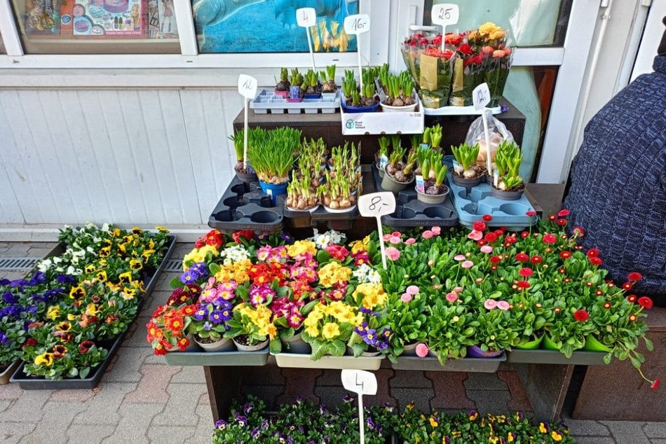 Łódź. Ceny kwiatów w Łodzi. Rynki, stragany, kwiaciarnie i supermarkety