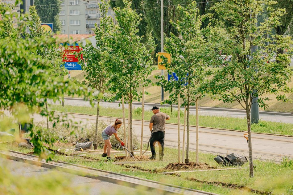 Nowe drzewa przy Wyszyńskiego w Łodzi. Lato na Retkini będzie jeszcze bardziej zielone