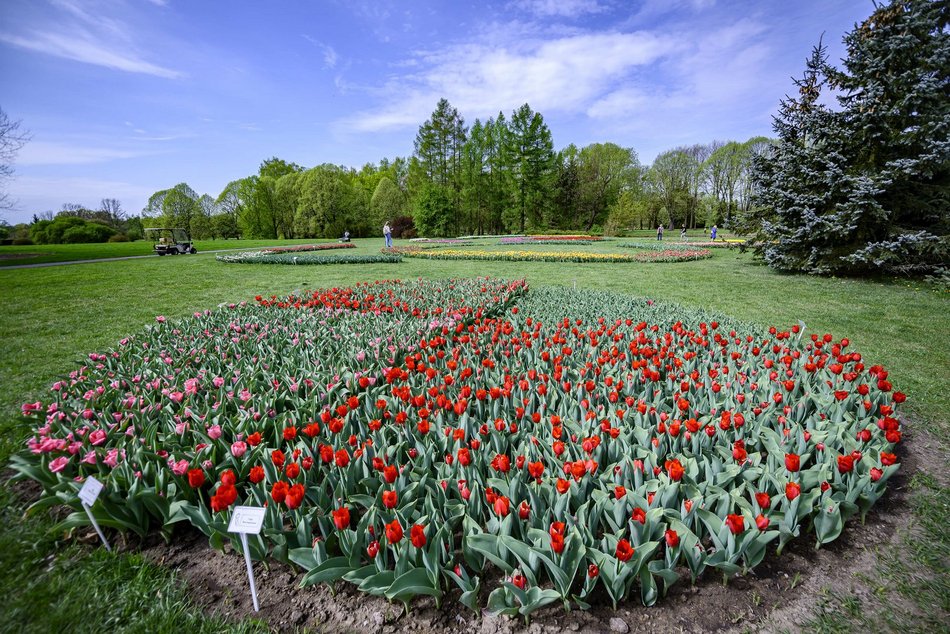 Morze tulipanów w Ogrodzie Botanicznym w Łodzi. Nie możesz tego przegapić