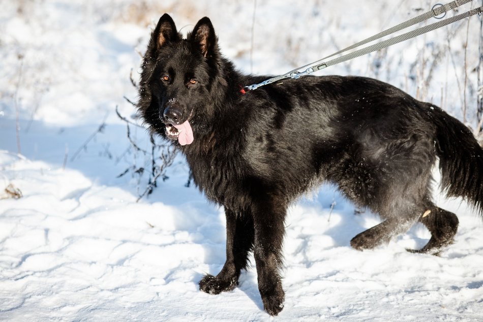 Łódź. Psy ze schroniska w Łodzi na spacerze