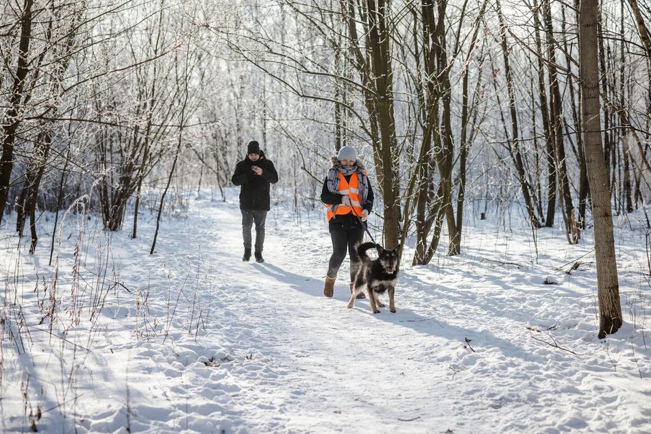 Łódź. Psy ze schroniska w Łodzi na spacerze