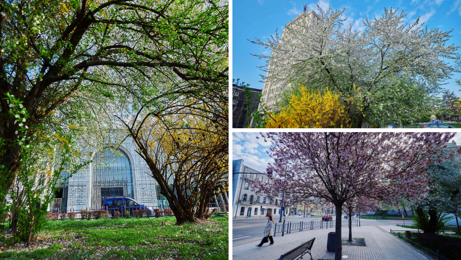 Łódź. Wiosna zagościła na skwerze przy Narutowicza i Sienkiewicza. Przyroda w Łodzi zachwyca!