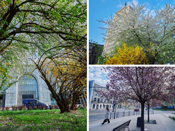 Łódź. Wiosna zagościła na skwerze przy Narutowicza i Sienkiewicza. Przyroda w Łodzi zachwyca!