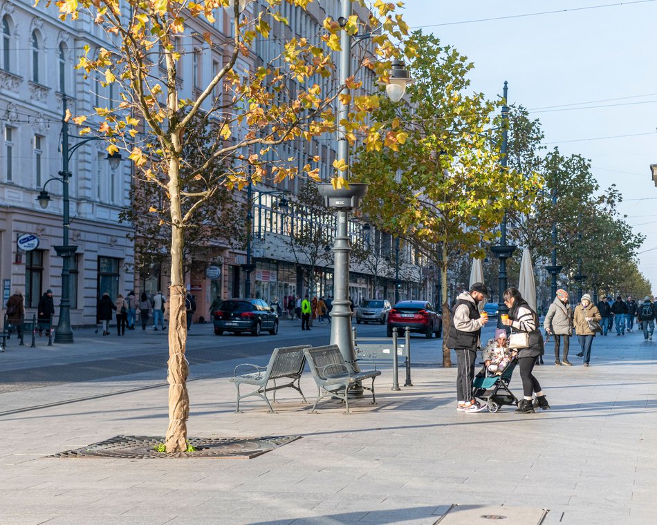 Łódź. Drzewa osłonięte przed zimą