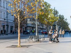 Łódź. Drzewa osłonięte przed zimą