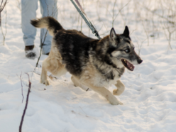 Leon to stały bywalec schroniska w Łodzi. Nie pozwól zostać mu tam ani dnia dłużej!