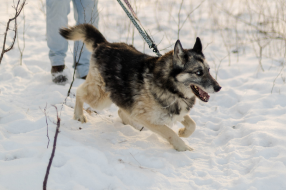 Leon to stały bywalec schroniska w Łodzi. Nie pozwól zostać mu tam ani dnia dłużej!
