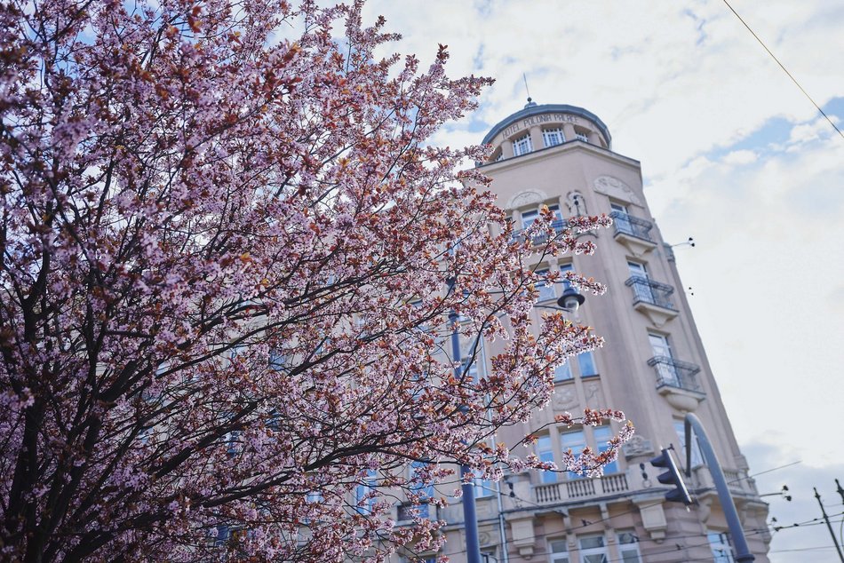 Łódź. Na skrzyżowaniu Kilińskiego i Narutowicza niczym w Japonii. Różowe drzewa przykuwają wzrok!
