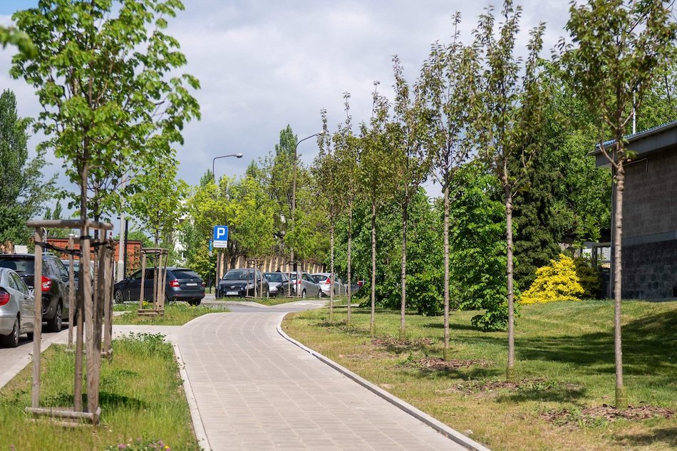Łódź. Drzewa