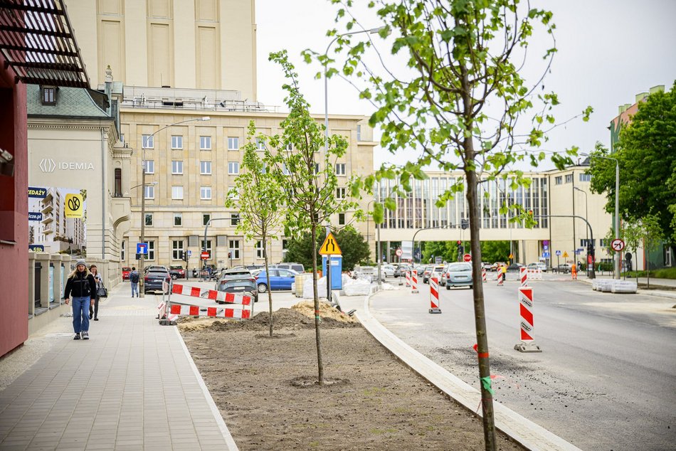 Nowe drzewa na Legionów, Nowomiejskiej i Sterlinga w Łodzi. Śródmieście coraz bardziej zielone!