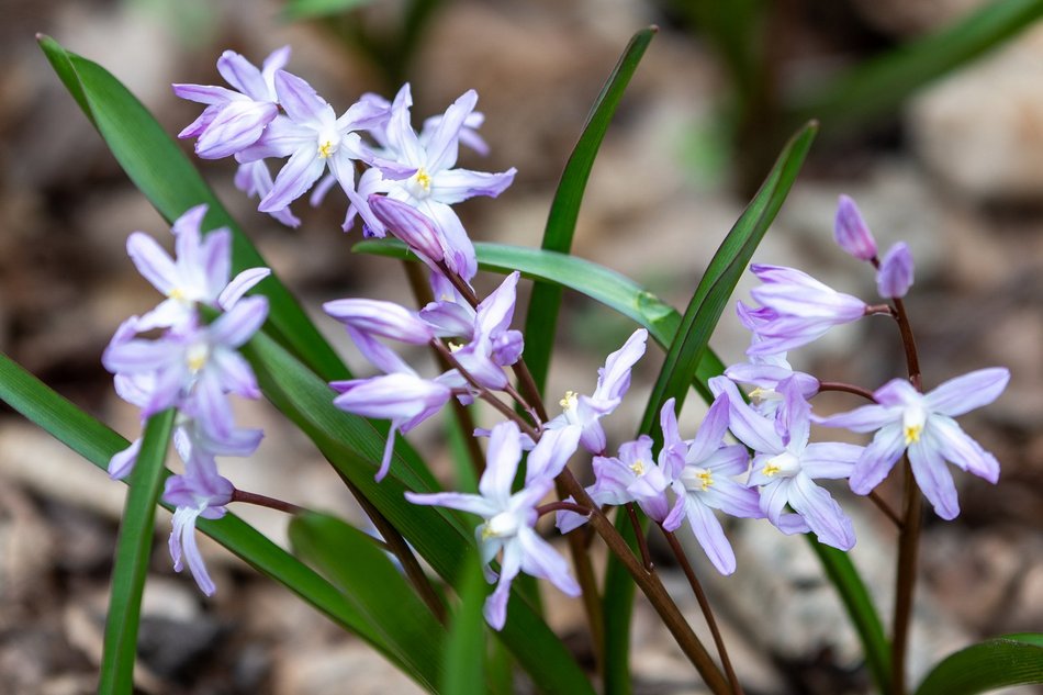 Wiosenny Ogród Botaniczny w Łodzi. Spacer wśród budzącej się do życia przyrody