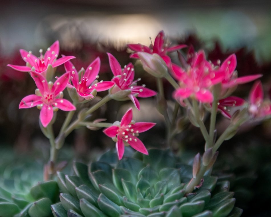 Pierwsze Targi roślin egzotycznych w Orientarium Zoo Łódź. Ale okazy!