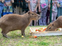 Łódź. Kwiecień w Orientarium Zoo Łódź. Nowe godziny otwarcia, darmowe zwiedzanie i więcej