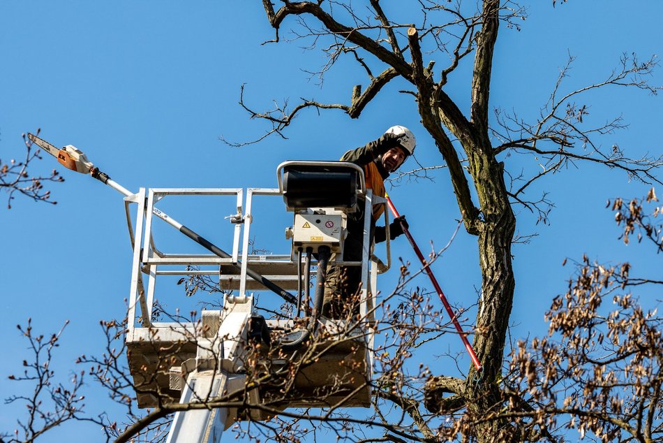 Łódź. Wiosenna pielęgnacja drzew w Łodzi. Dlaczego jest potrzebna?