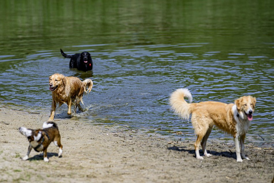 Łódź. Psiejski spacer na Uroczysku Lublinek w Łodzi. Kolejna odsłona wyjątkowej inicjatywy