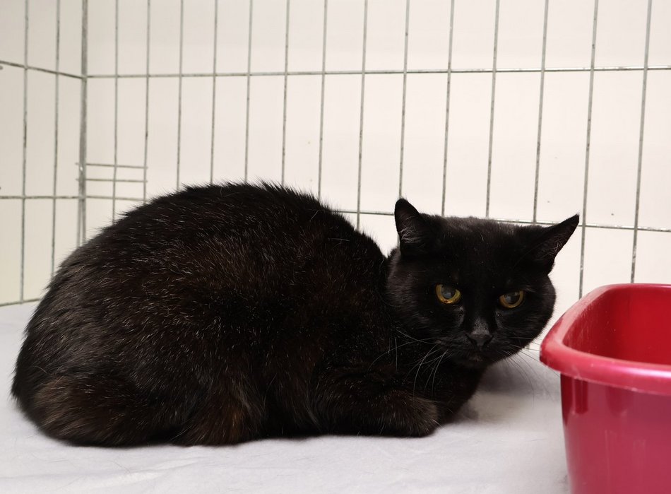 Łódź. Kraty schroniska w Łodzi zamiast choinki