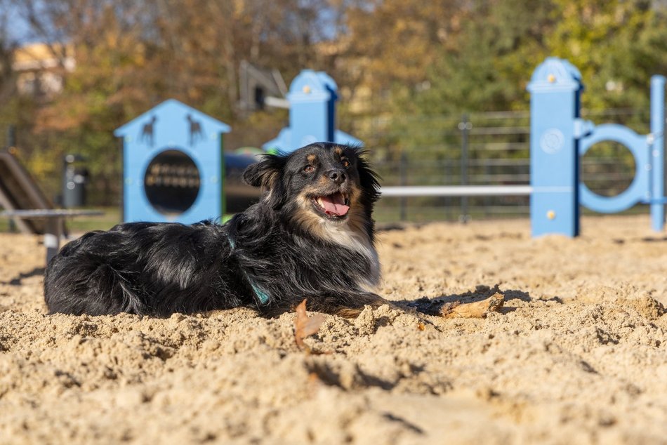 Nowy psi park w Łodzi! Podzielony na dwie strefy – do treningu agility i do zabawy