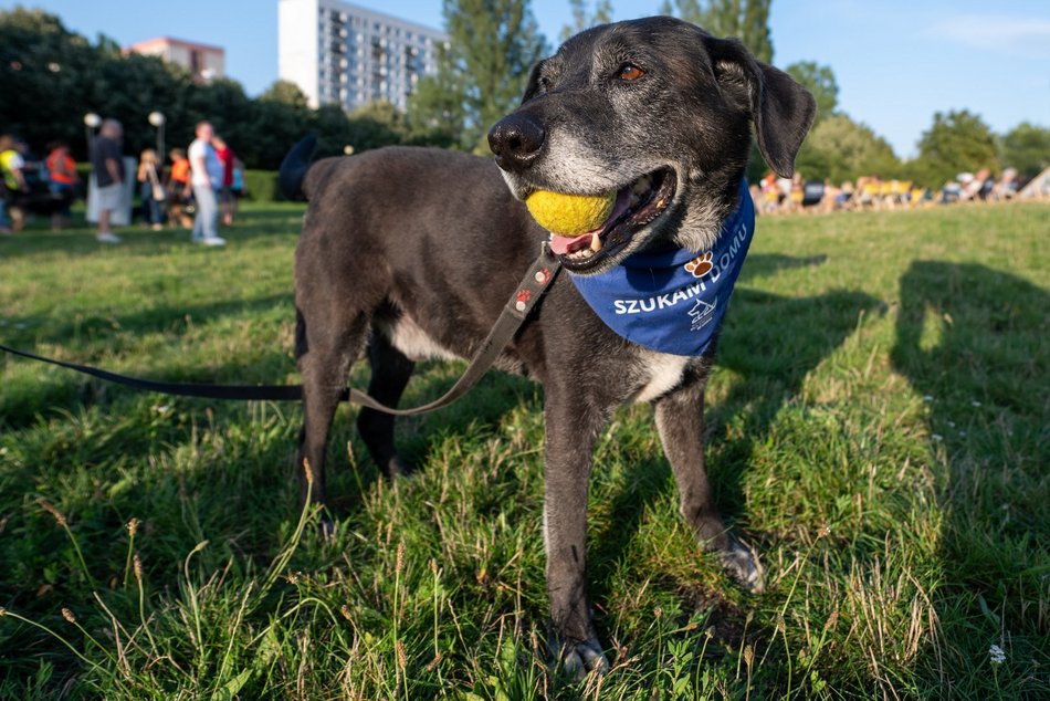 Łódź. Psia Polówka na Widzewskiej Górce. Psiaki przejęły dowodzenie!